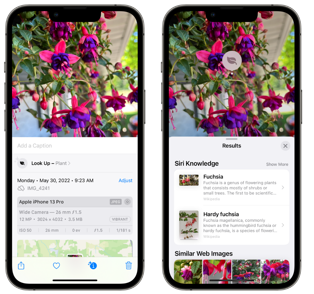 平凉苹果手机维修分享小技巧：使用 iPhone 相机识别花卉植物 